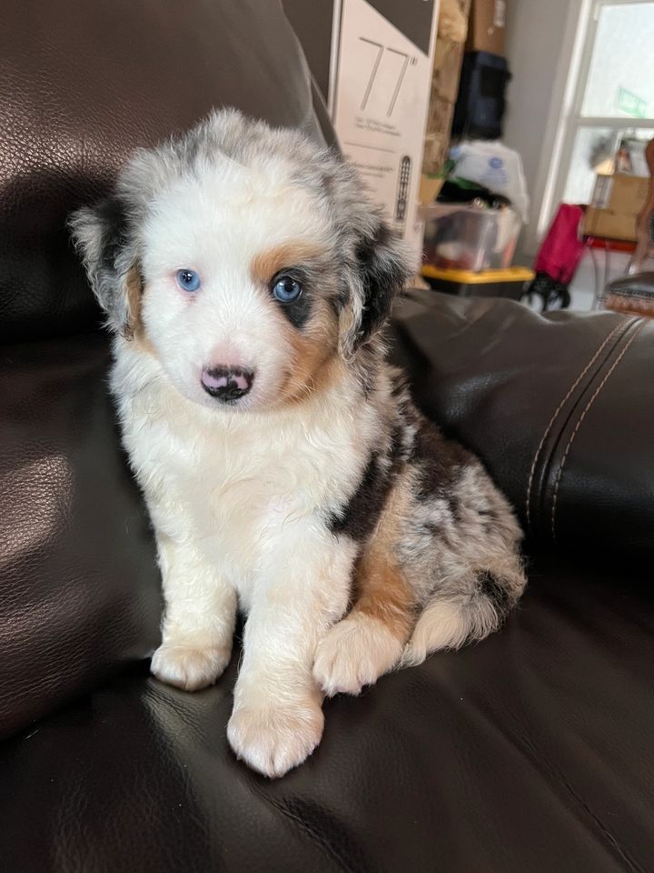 Bandit the Australian Shepherd puppy for adoption in Washington AKC Registered $450