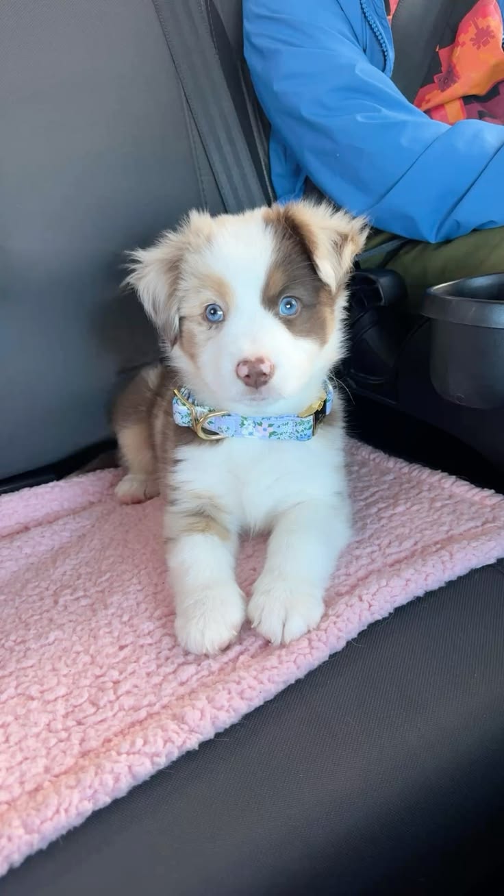 Maverick the Australian Shepherd puppy