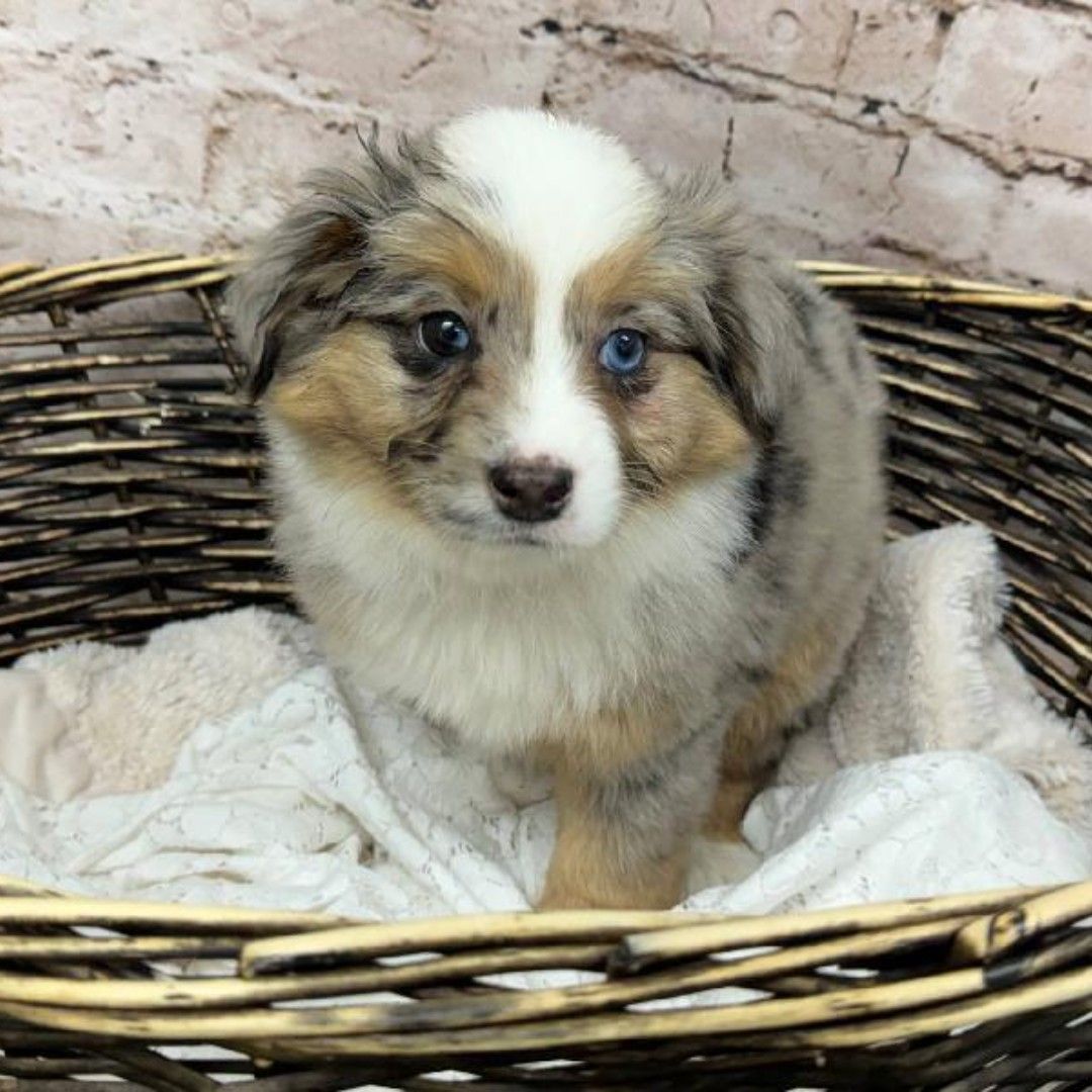 Ranger the Australian Shepherd puppy for adoption in Texas