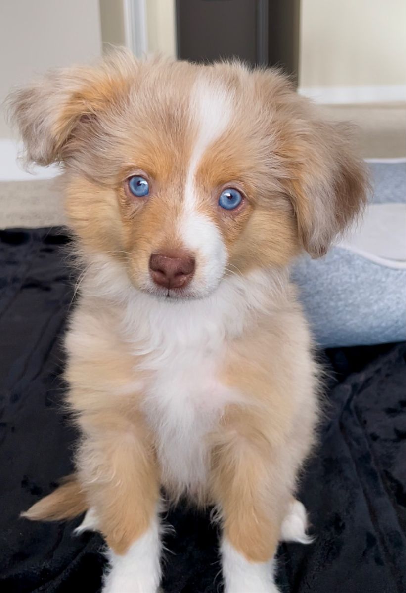 Sage the Australian Shepherd puppy for adoption in Bend Oregon