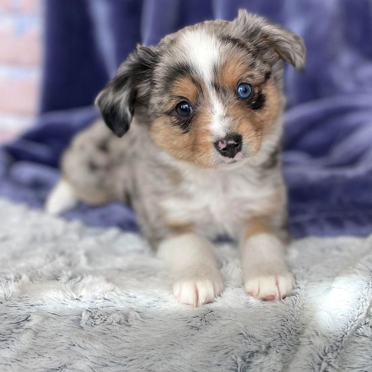 Willow the Australian Shepherd puppy