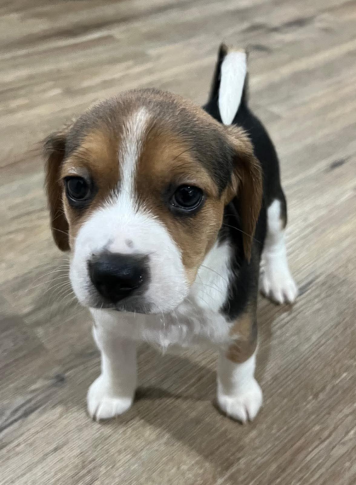 Buster the Beagle puppy for adoption in Connecticut AKC Registered $375