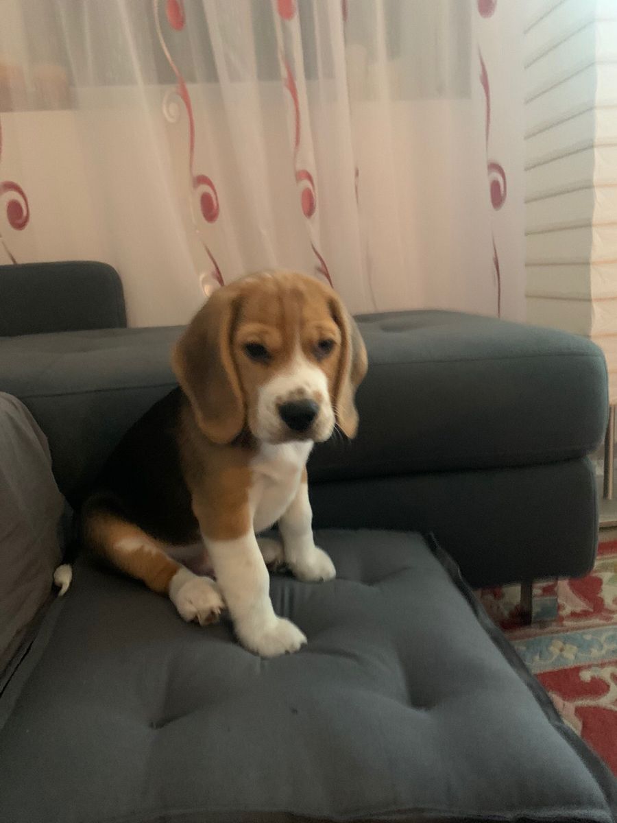 Chloe the Beagle puppy