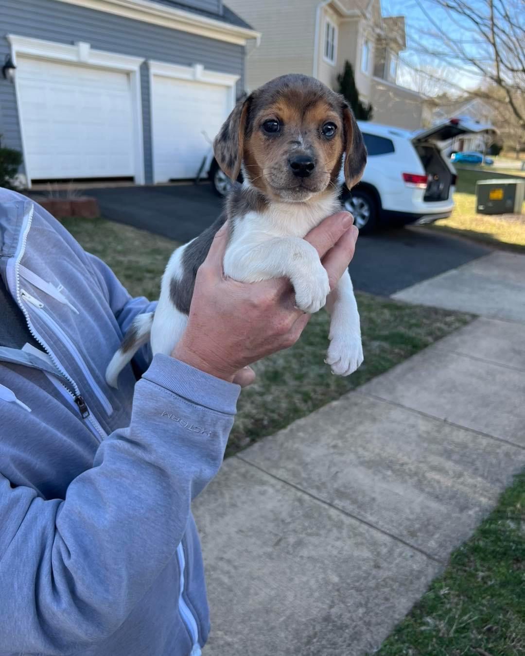 Scout the Beagle puppy for adoption in Delaware