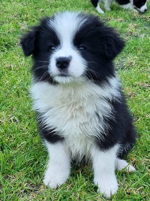 Bolt the Border Collie puppy for adoption in Kansas AKC Registered $400