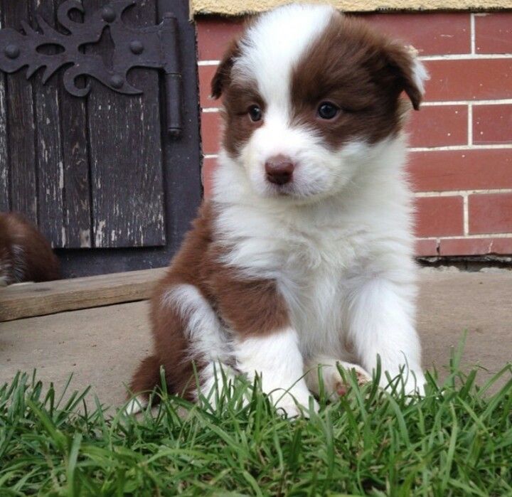 Chase the Border Collie puppy for adoption in Oklahoma