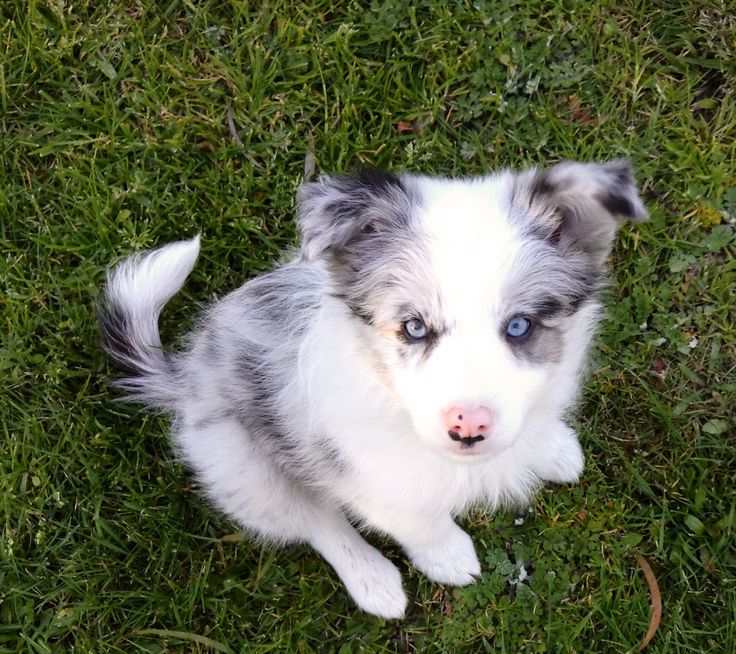 Dash the Border Collie puppy for adoption in Missouri