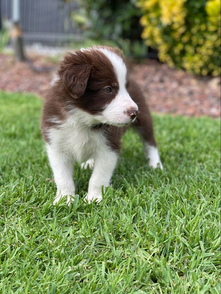 Skye the Border Collie puppy for adoption in Nebraska