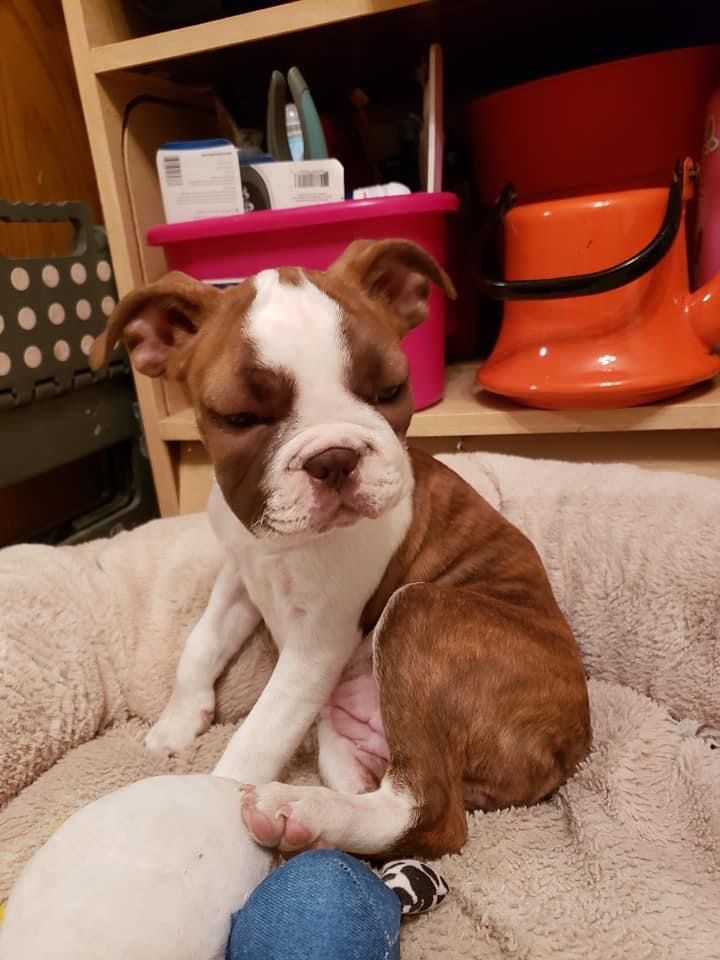 Ace the Boston Terrier puppy for adoption in Maine