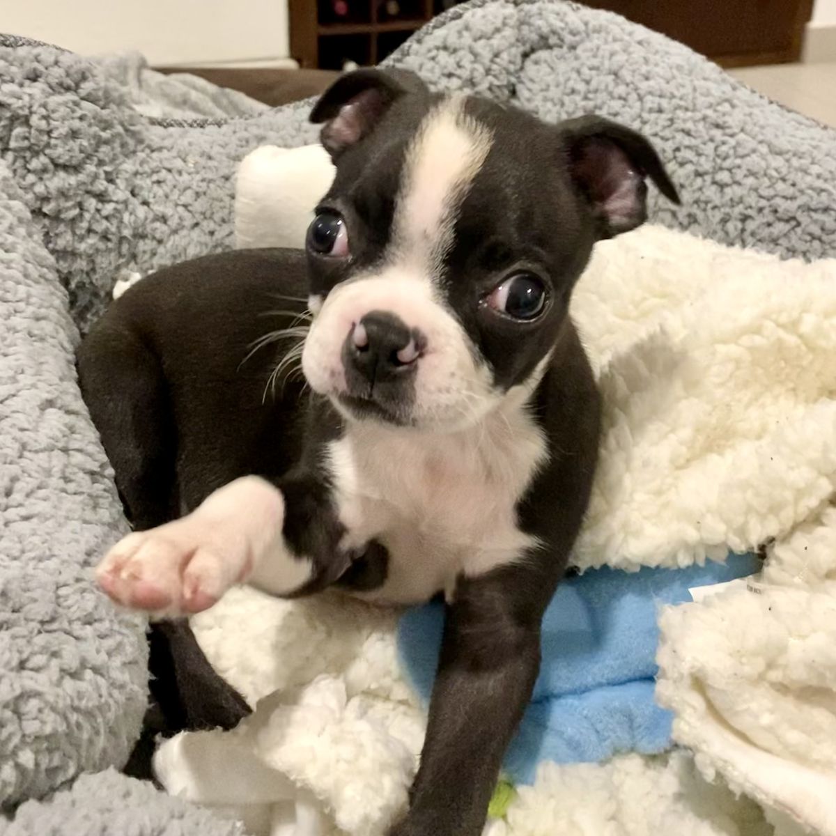 Dot the Boston Terrier puppy for adoption in Rhode Island