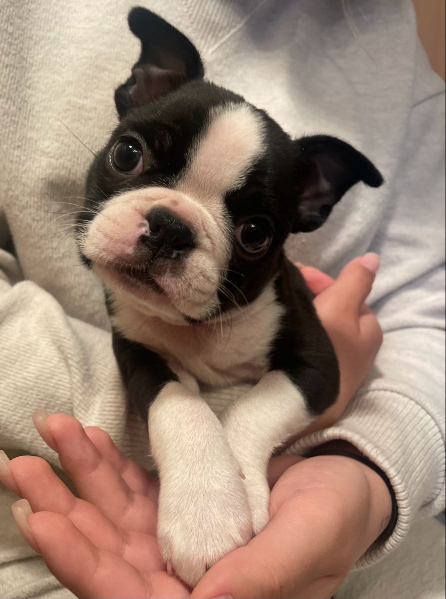 Oreo the Boston Terrier puppy for adoption in Massachusetts AKC Registered $400