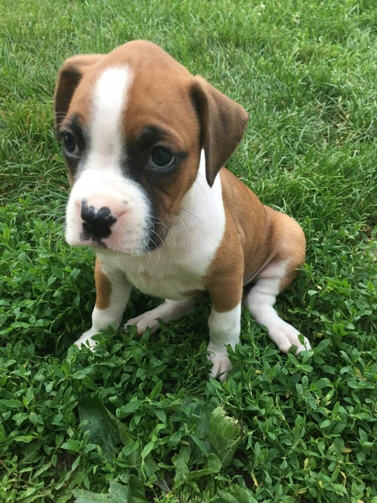 Amber the Boxer puppy for adoption in New York AKC Registered $400