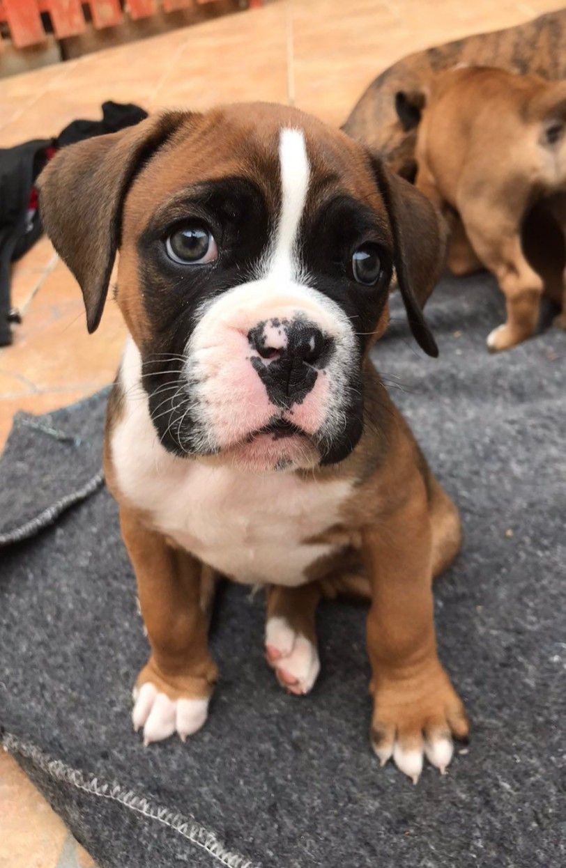 Bruno the Boxer puppy for adoption in Pennsylvania AKC Registered $400