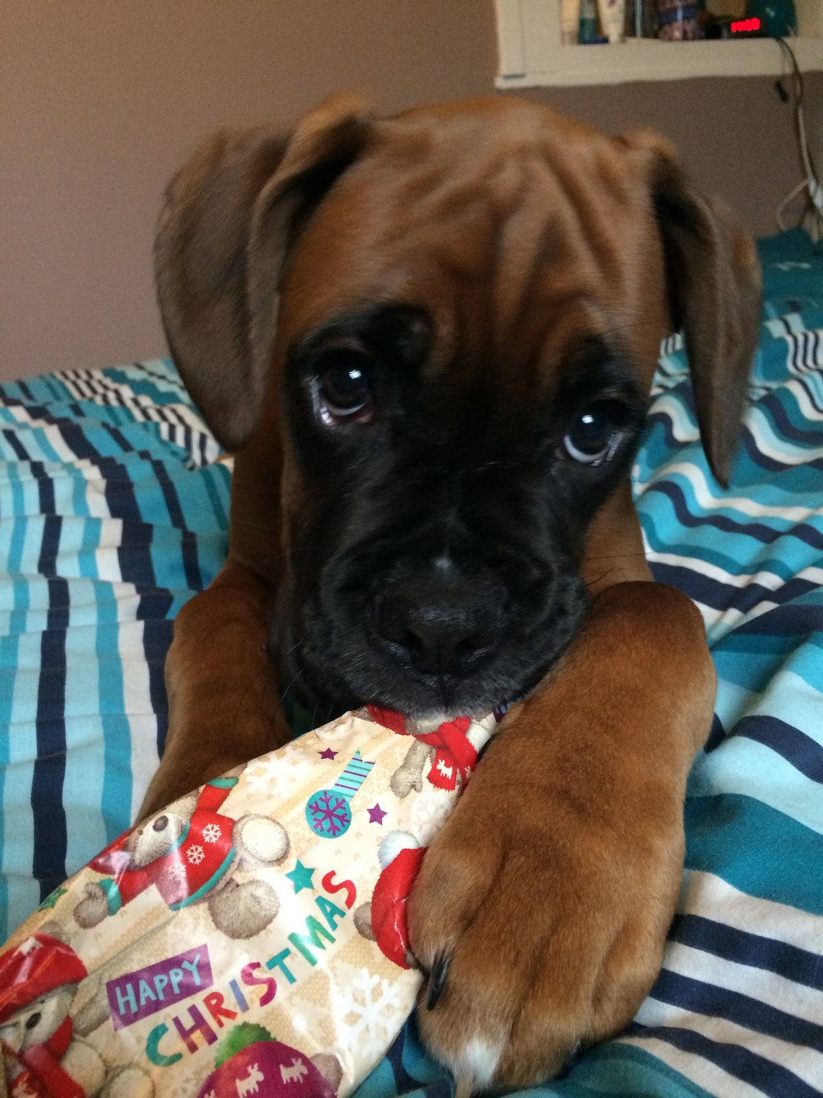 Rex the Boxer puppy for adoption in Michigan