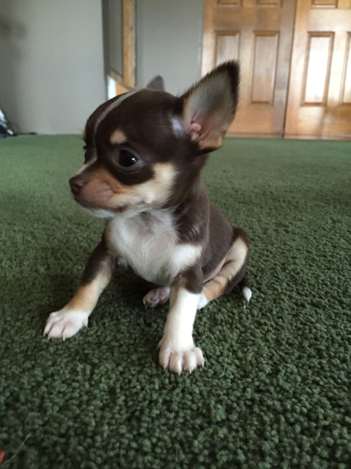 Tiny the Chihuahua puppy