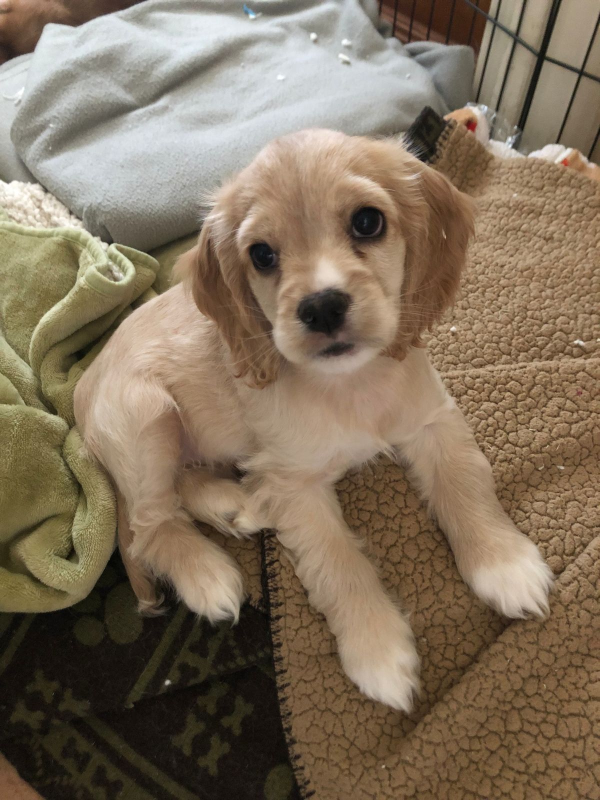 Chester the Cocker Spaniel puppy for adoption in West Virginia