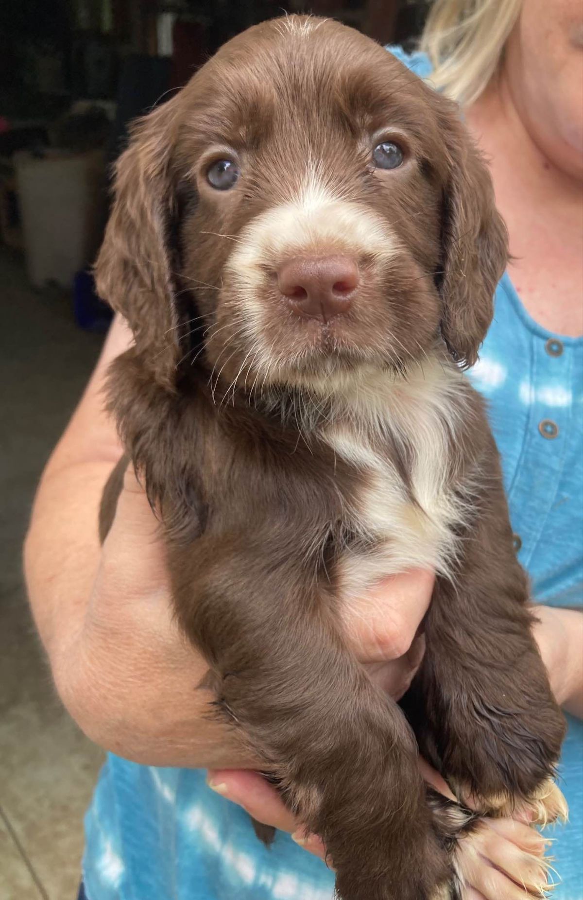 Lady the Cocker Spaniel puppy for adoption in Virginia