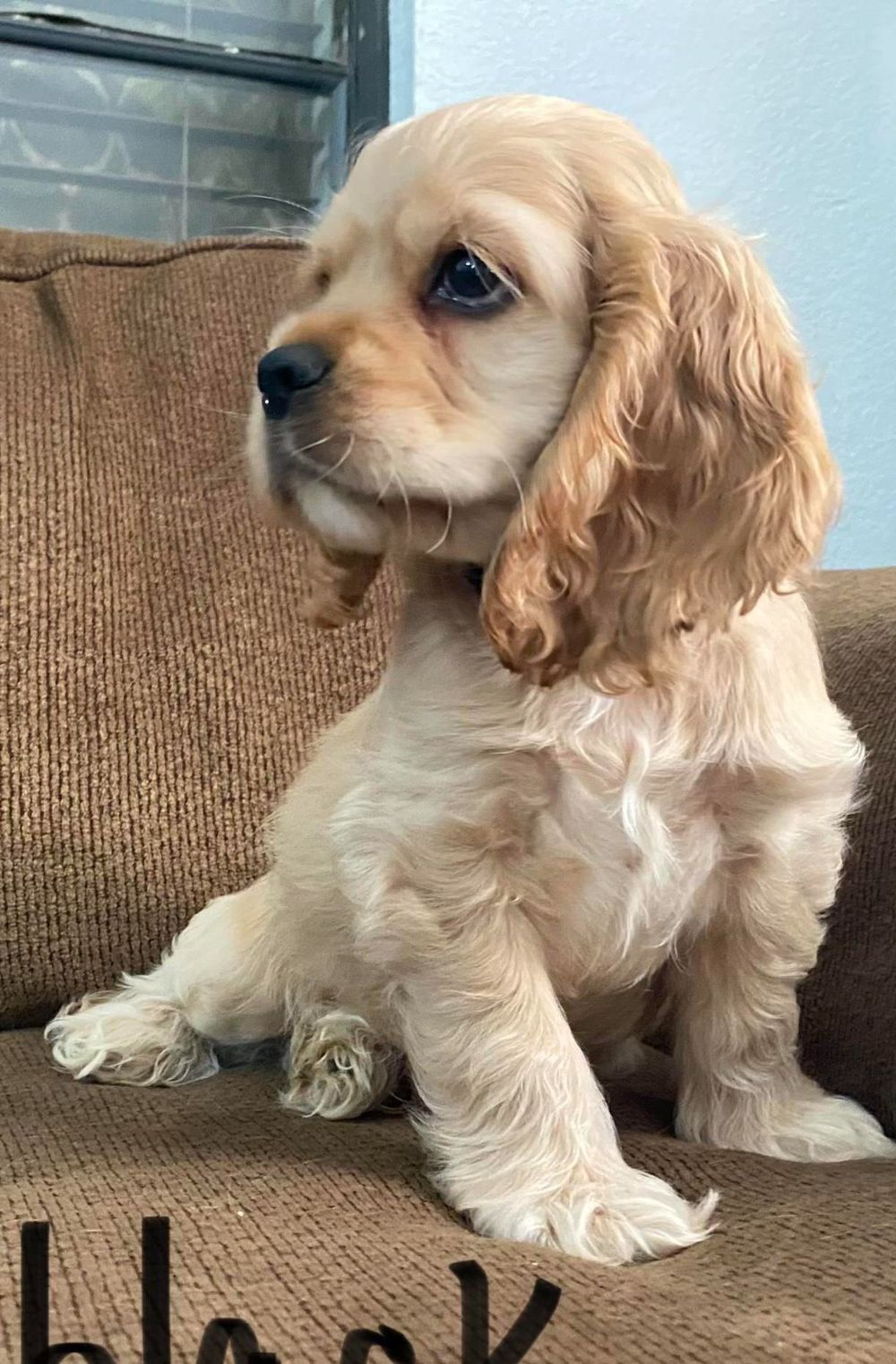 Rufus the Cocker Spaniel puppy for adoption in Maryland