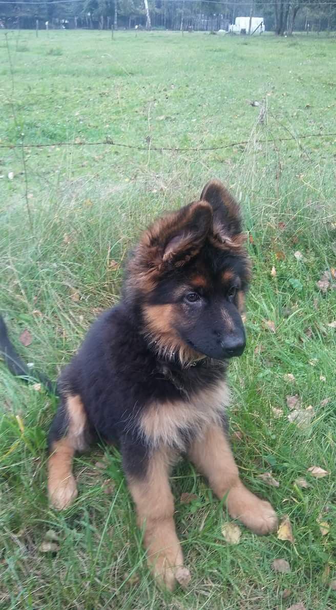 Diesel the German Shepherd puppy for adoption in Arizona
