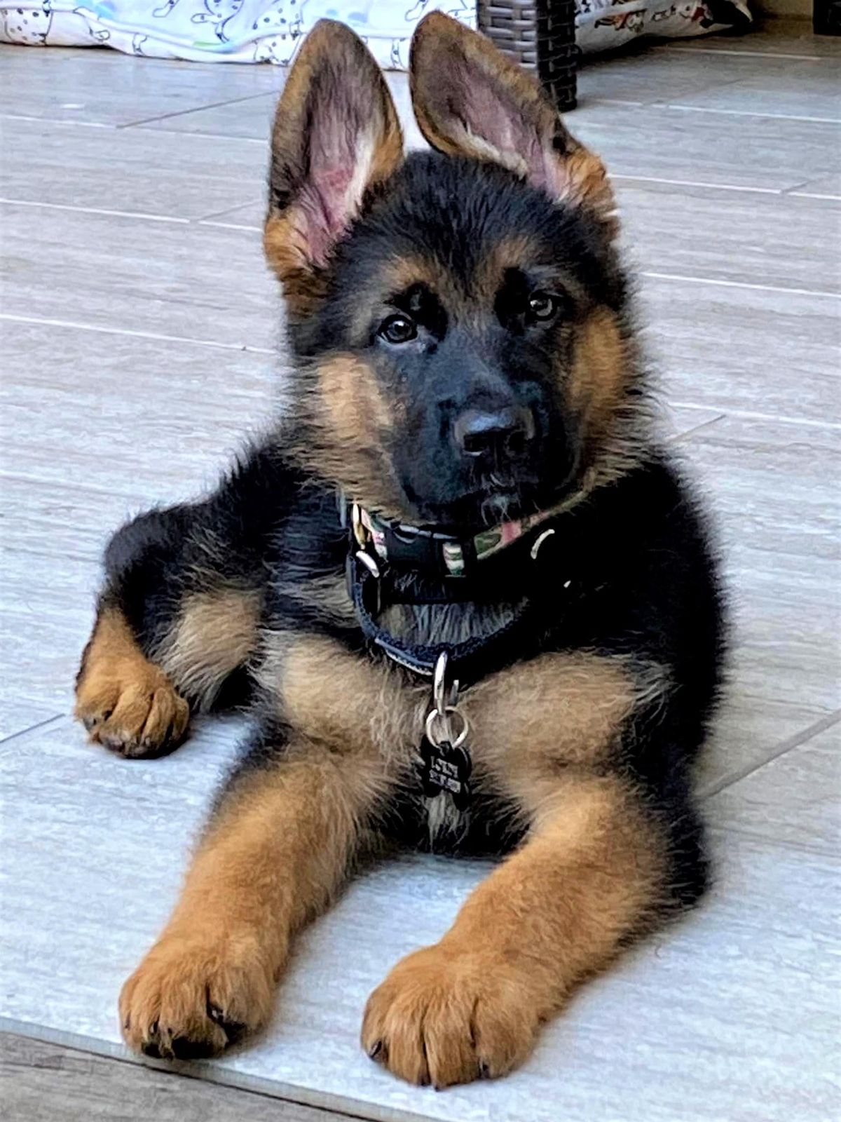 Rex the German Shepherd puppy for adoption in New York
