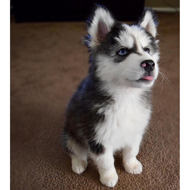 Blizzard the Siberian Husky puppy for adoption in Vermont