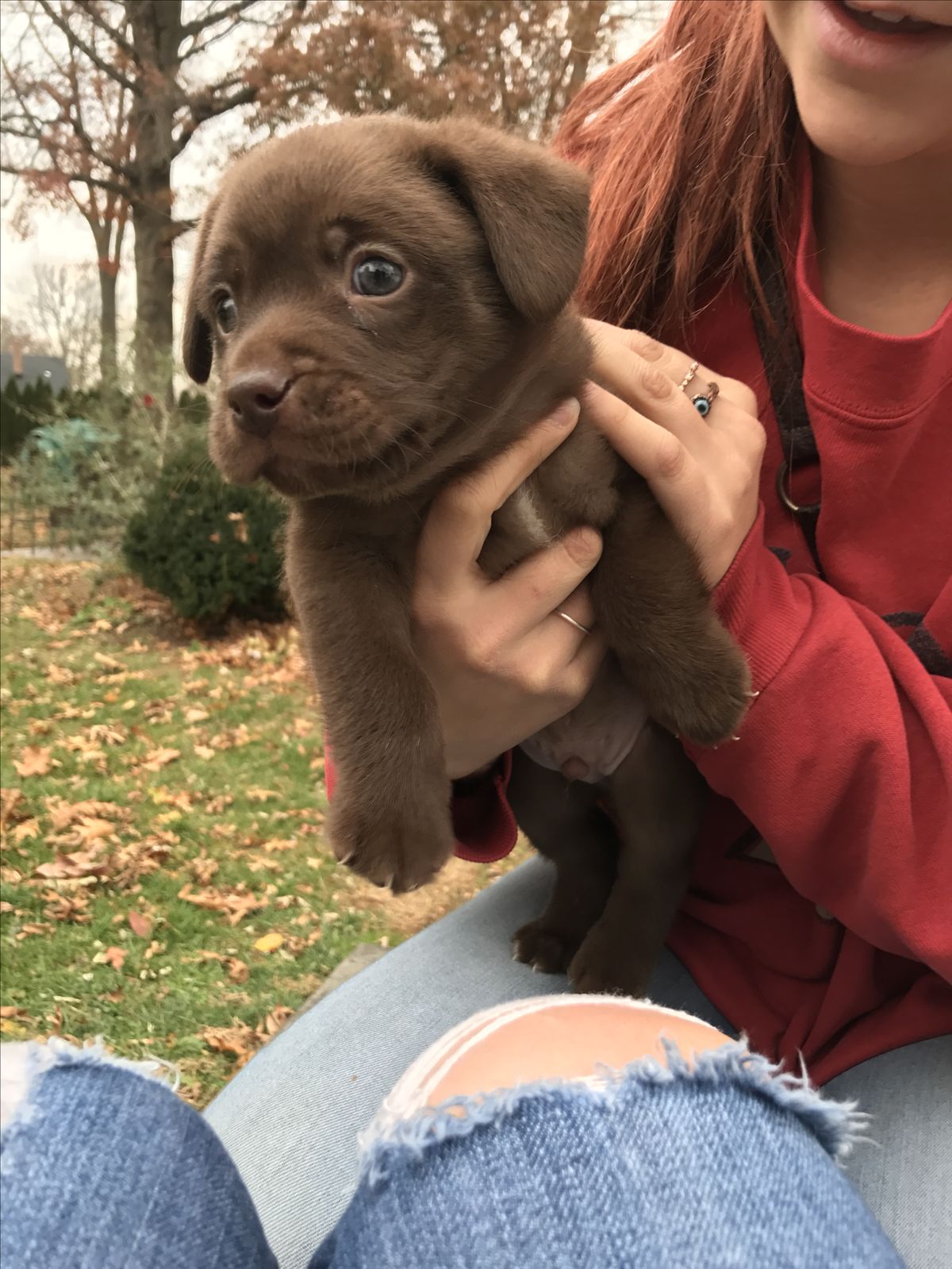 Bear the Labrador Retriever puppy for adoption in Pennsylvania