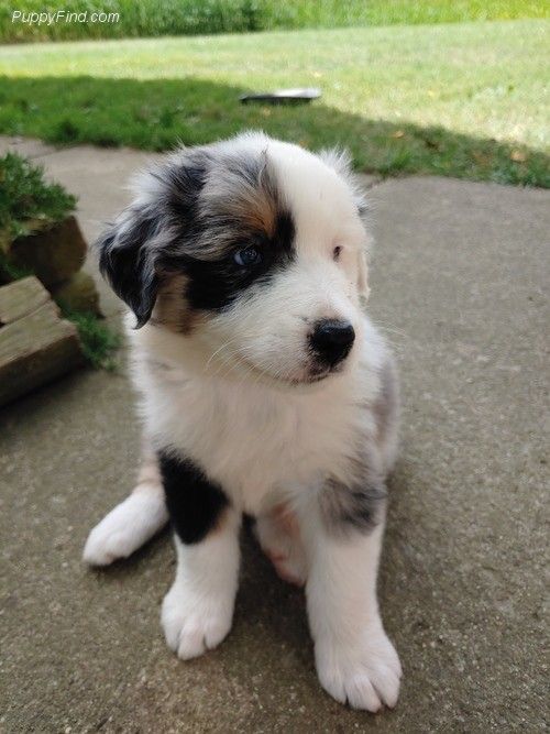 Rusty the Mixed Breed puppy for adoption in Oklahoma