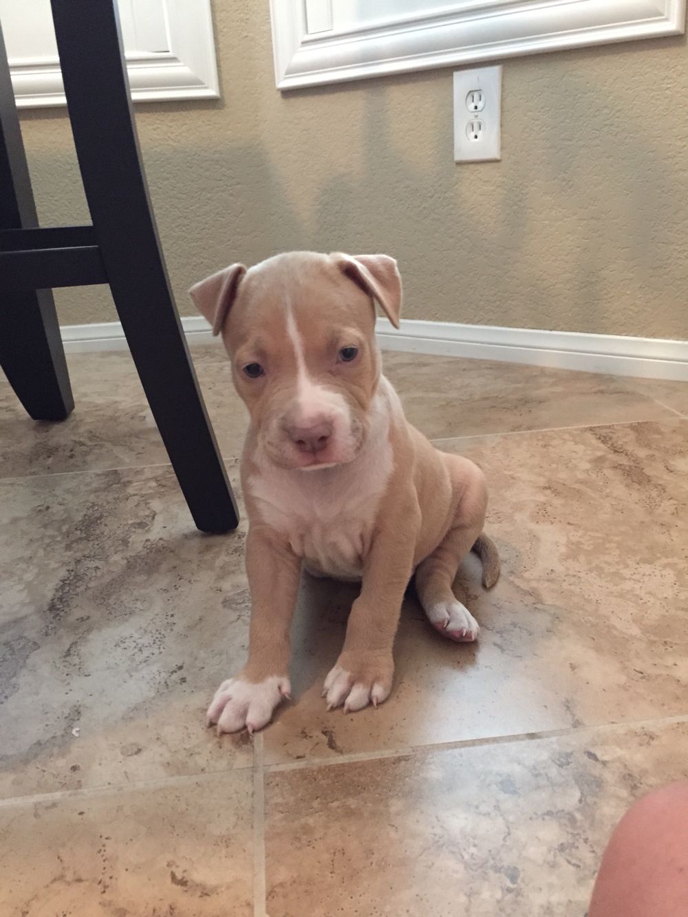 Roxy the Pit Bull Terrier puppy for adoption in Michigan