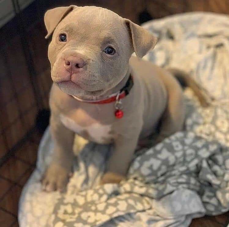 Ruby the Pit Bull Terrier puppy for adoption in Tennessee