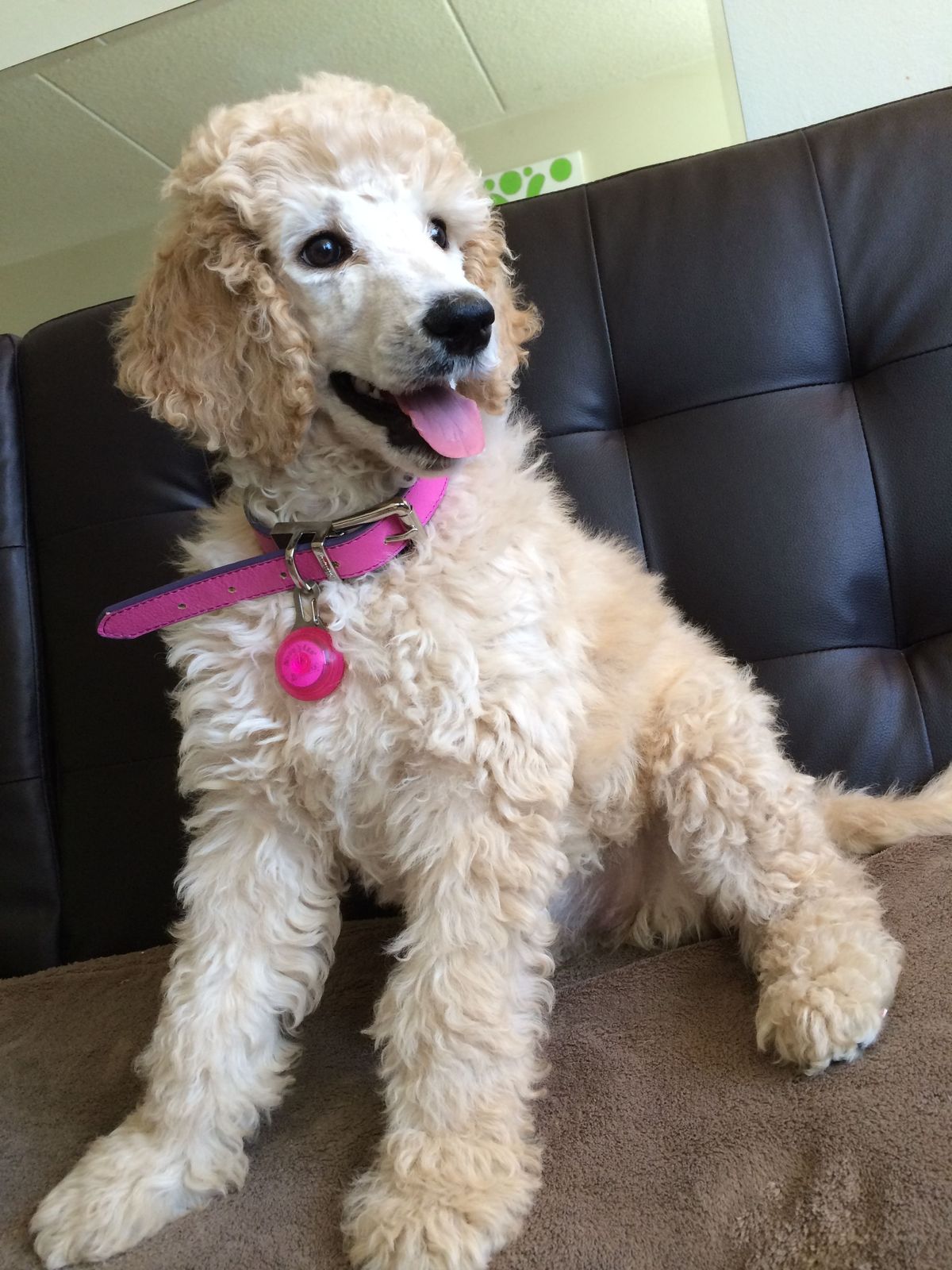 Apollo the Poodle Standard puppy for adoption in Colorado