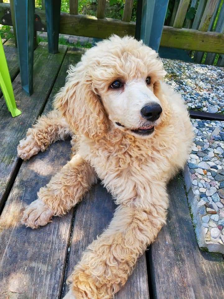 Duchess the Poodle Standard puppy for adoption in Washington
