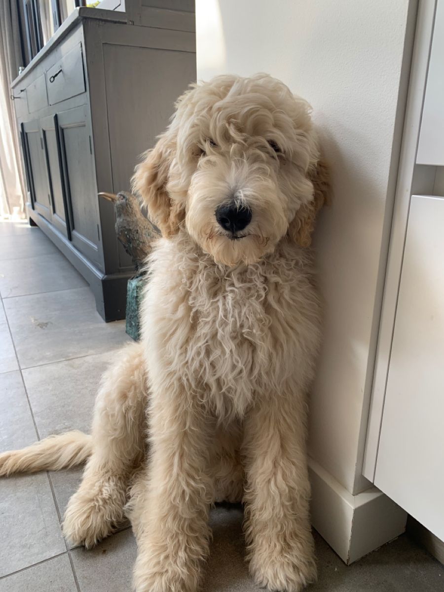Duke the Poodle Standard puppy for adoption in Wisconsin