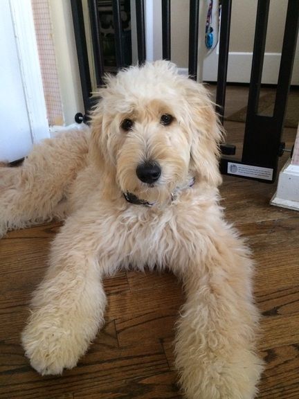 Grace the Poodle Standard puppy for adoption in Minnesota