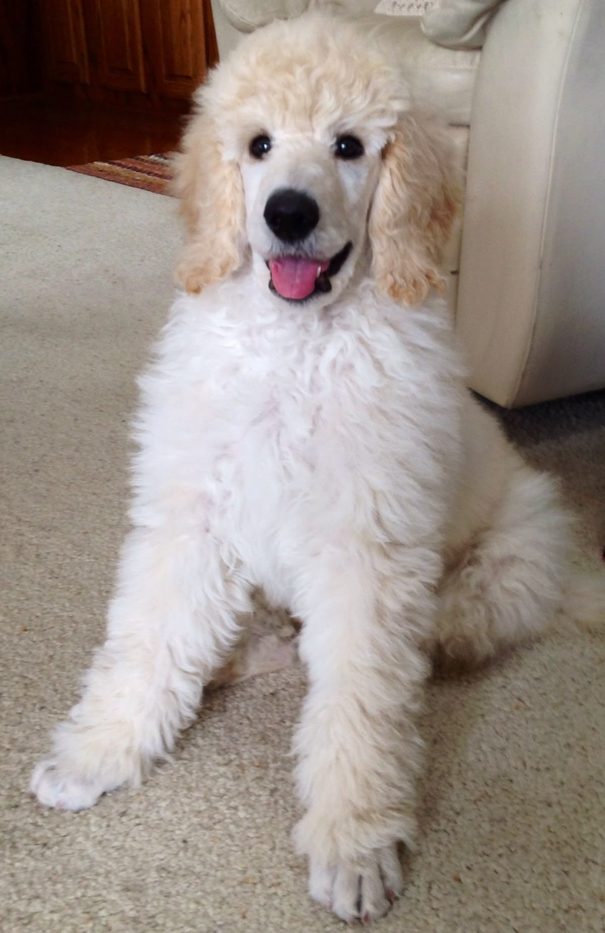 Prince the Poodle Standard puppy for adoption in Oregon