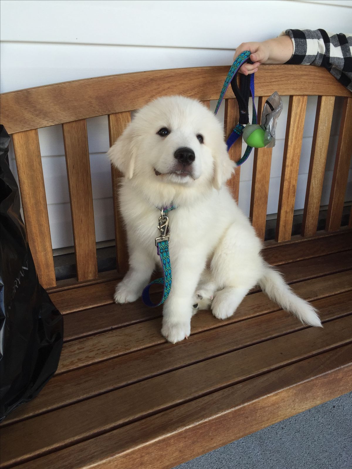Summit the Great Pyrenees puppy for adoption in South Dakota