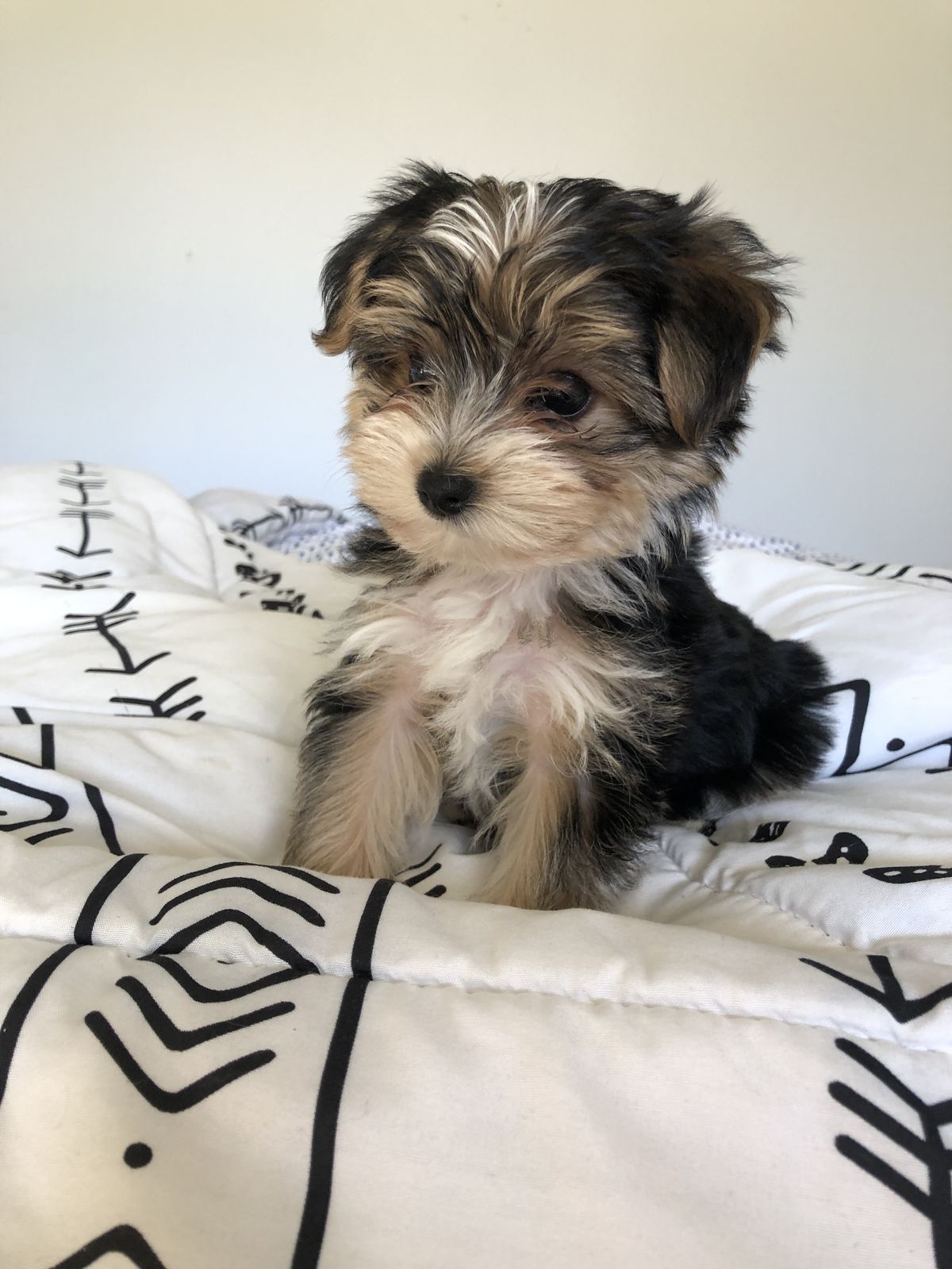 Pixie the Yorkshire Terrier puppy for adoption in Florida